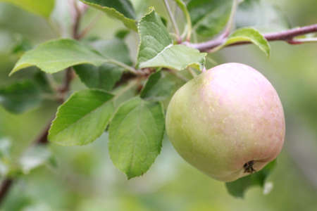 Apple tree