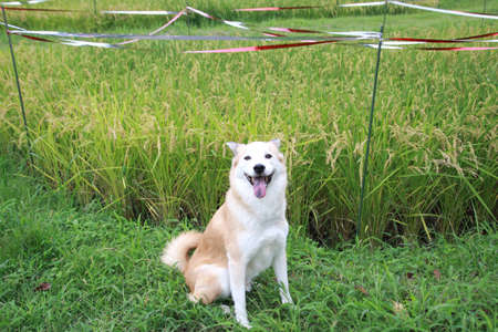 Smile of dogs and riceの写真素材