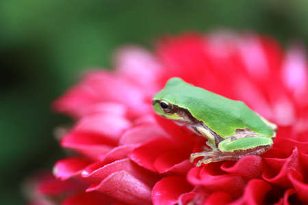 Frog sitting on top of the petalの写真素材