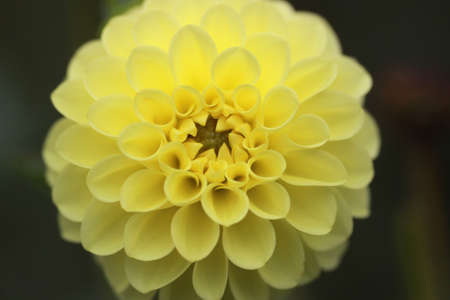 Dahliaの写真素材