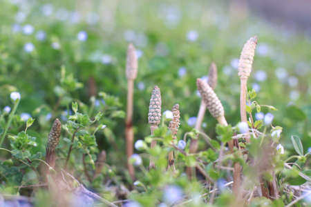 Horsetail