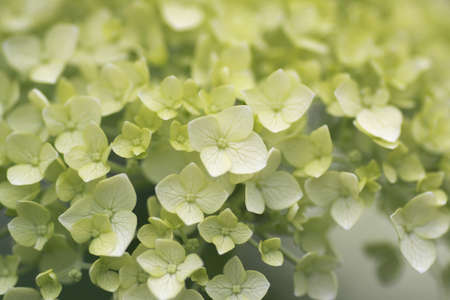 Hydrangea