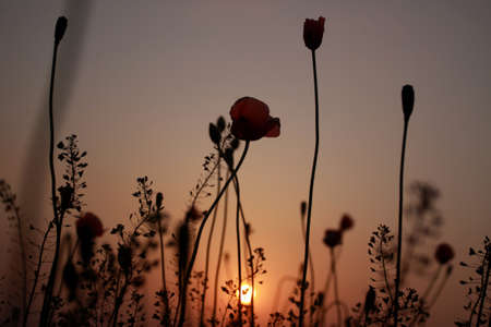 Poppies and sunsetの写真素材