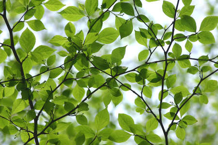 Verdure