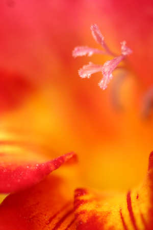 Dog feet and fallen leavesの写真素材