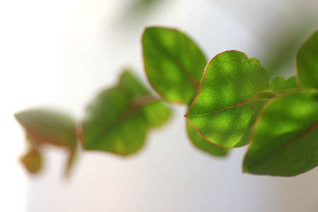 Leaves hit the light
