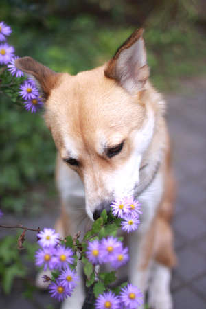 Dog sniff the smell of flowersの写真素材