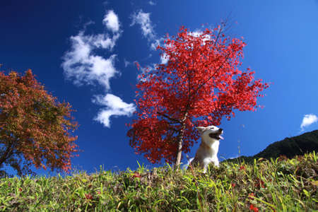 The dog and colored leaves