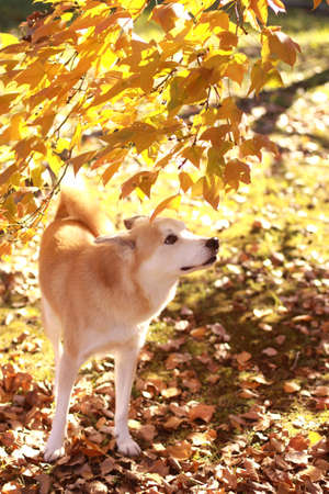 The dog and colored leavesの写真素材