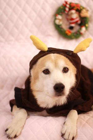 Dog wearing reindeer of clothesの写真素材