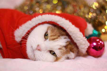 Cat wearing a Santa Claus clothesの写真素材