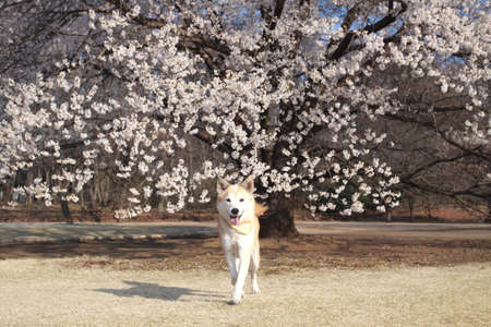 Dog runs and the cherry blossoms in full bloomの写真素材