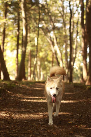 Dog walks in the forestの写真素材