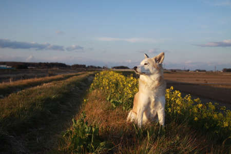Dog and flowersの写真素材
