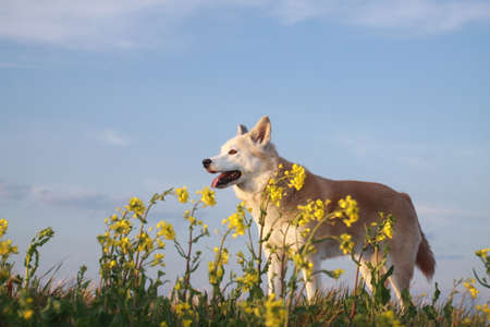 Smiling dog and flowersの写真素材