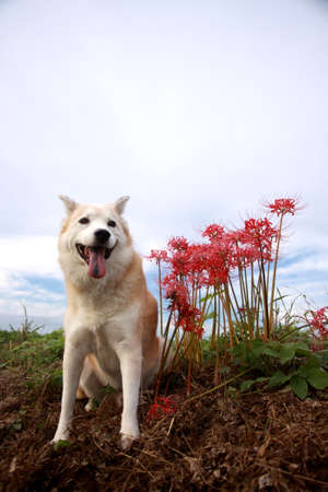 Smile of dog and red spider lilyの写真素材