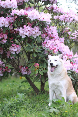 Smiling dog and flowersの写真素材