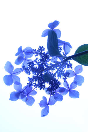 Hydrangea