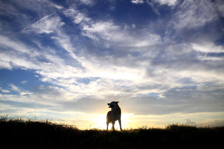 Sunset and dogの写真素材