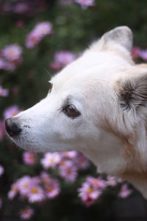 The profile of an old dog