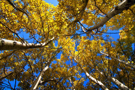 Aspen treesの写真素材
