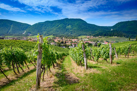 Slovenske Konjice, Sloveni, pictureque small town surronded by vineyards.の写真素材