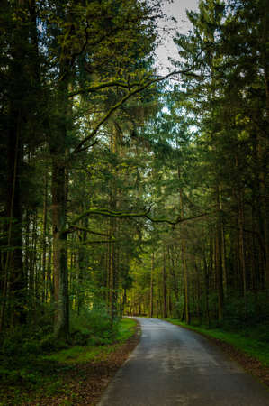 A road through a forrest, pay attention to the tree covered in mossの写真素材