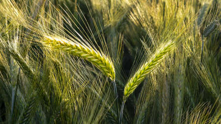 Barley in the field, closeup, selective focus on front stems