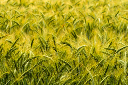Barley in the field,の写真素材