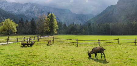Goat on pasture; european alpine landscape; Logarska dolina, Sloveniaの写真素材