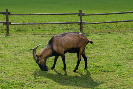 Goat on pasture, Logarska dolina, Sloveniaの写真素材
