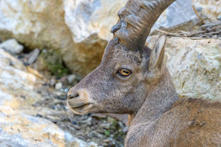 Young alpine ibex, closeupの写真素材