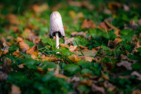 Mushroom in woods in autumn foliage on forest groundの写真素材