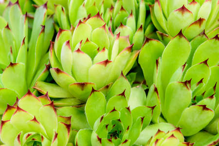 Closeup/Macro shot of Common houseleek - Sempervivum tectorum; it is a species of flowering plant in the family Crassulaceae, native to the mountains of southern Europeの写真素材