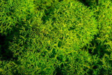 Reindeer moss wall, green wall decoration made of reindeer lichen Cladonia rangiferinaの写真素材