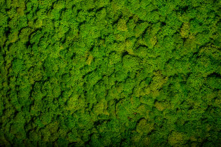 Reindeer moss wall, green wall decoration made of reindeer lichen Cladonia rangiferinaの写真素材