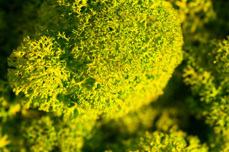Reindeer moss wall, green wall decoration made of reindeer lichen Cladonia rangiferinaの写真素材