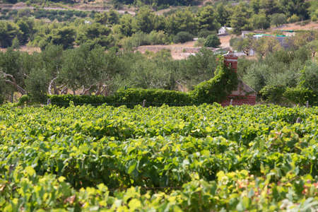 Olive trees, olives and vineyards of Dalmatian island Brac, Croatiaの写真素材