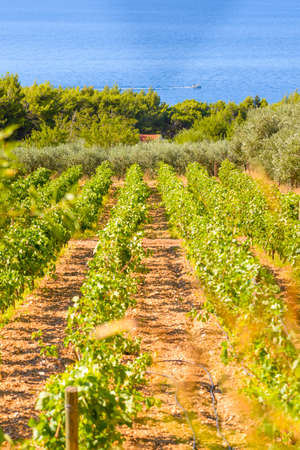 Olive trees, olives and vineyards of Dalmatian island Brac, Croatiaの写真素材