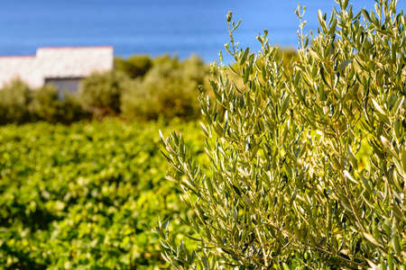 Olive trees, olives and vineyards of Dalmatian island Brac, Croatiaの写真素材