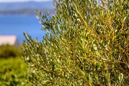 Olive trees, olives and vineyards of Dalmatian island Brac, Croatiaの写真素材