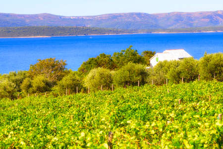 Olive trees, olives and vineyards of Dalmatian island Brac, Croatiaの写真素材