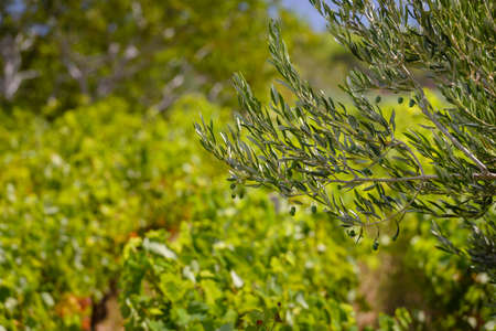 Olive trees, olives and vineyards of Dalmatian island Brac, Croatiaの写真素材