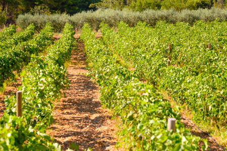 Olive trees, olives and vineyards of Dalmatian island Brac, Croatiaの写真素材