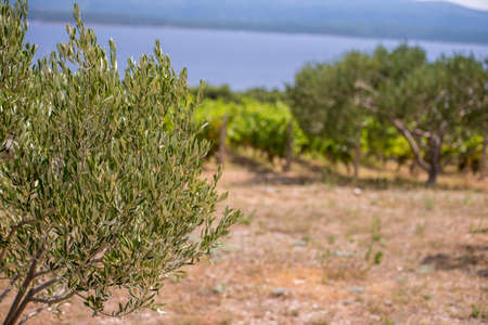 Olive trees, olives and vineyards of Dalmatian island Brac, Croatiaの写真素材