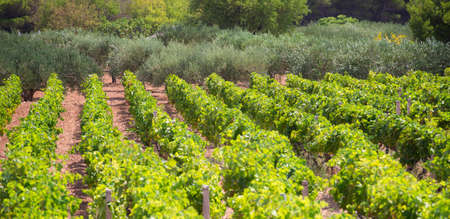 Olive trees, olives and vineyards of Dalmatian island Brac, Croatiaの写真素材