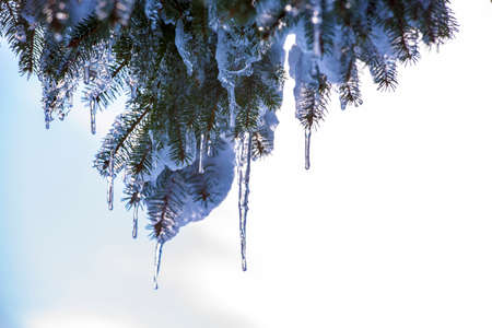 Spruce branches covered with snow and ice. Droplets of ice frozen on spruce needles and twigs, selective focus.の写真素材