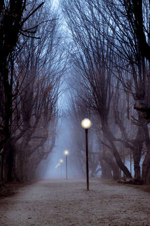 Central park hornbeam tree alley in fog with lit street lamps, sinister and mysterious feelingの写真素材