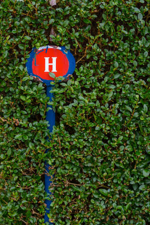 Water valve or hydrant sign plate, white H letter on red and blue in green hedgeの写真素材