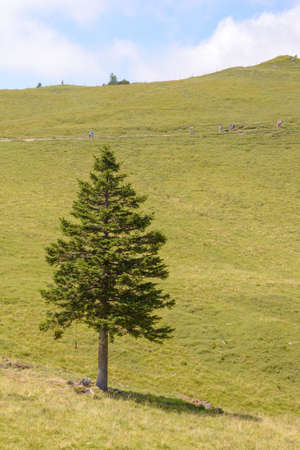 Single pine tree in mountains on horizonの写真素材